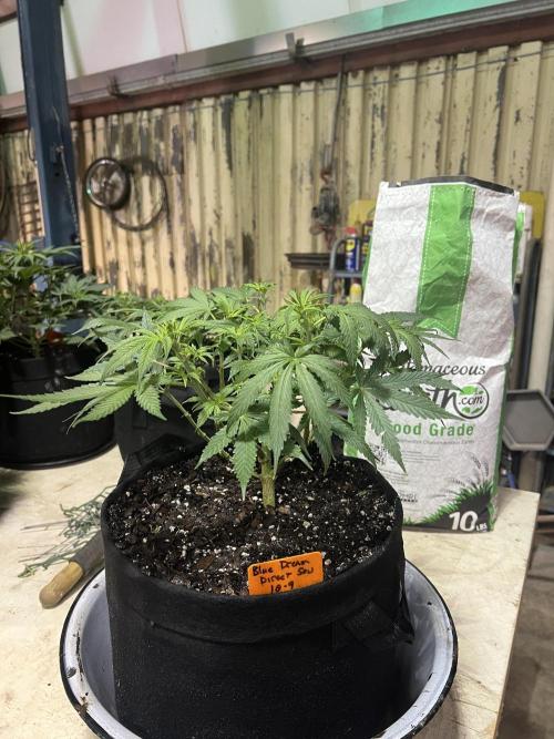 First Photoperiod Grow. Week 8