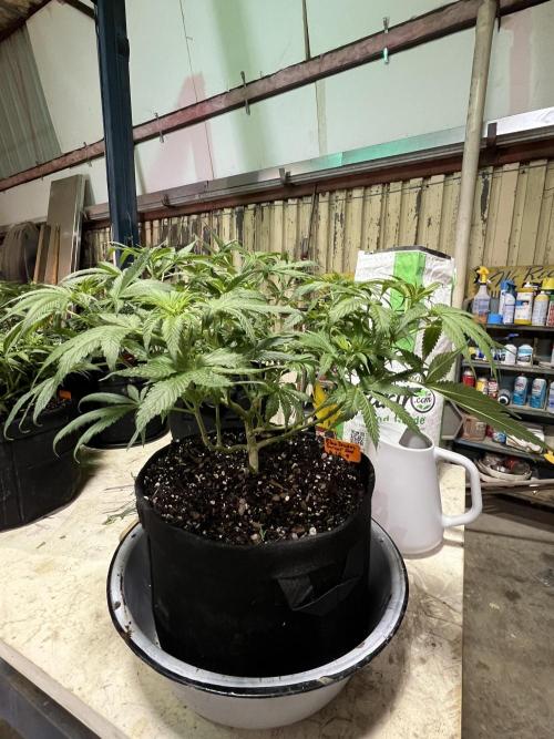 First Photoperiod Grow. Week 8