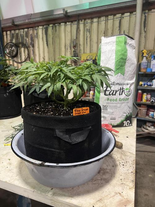 First Photoperiod Grow. Week 8