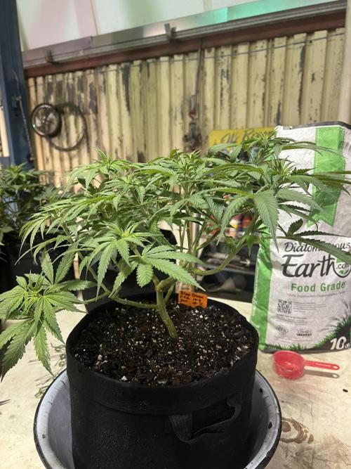 First Photoperiod Grow. Week 8