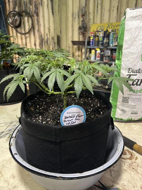 First Photoperiod Grow. Week 8