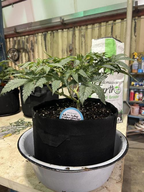 First Photoperiod Grow. Week 8