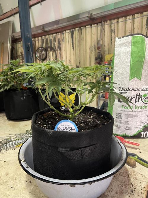 First Photoperiod Grow. Week 8