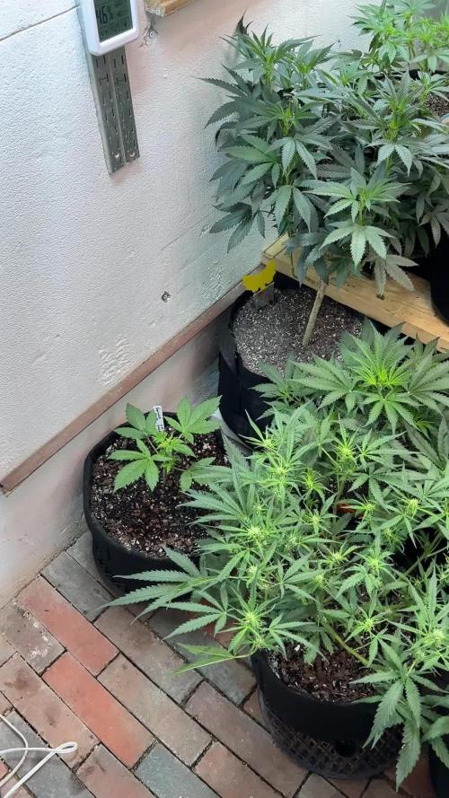 First Autoflower Grow