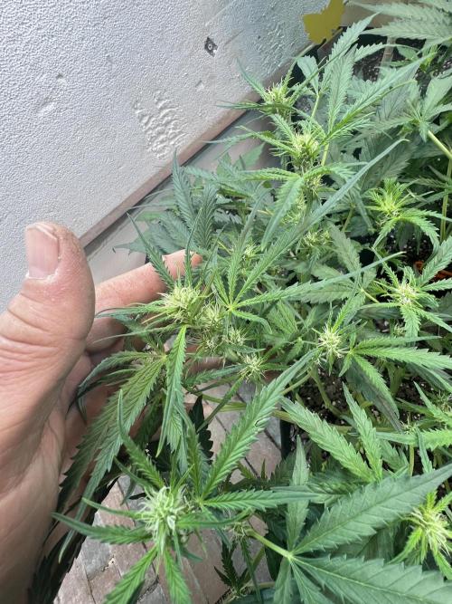 First Autoflower Grow. Week 6