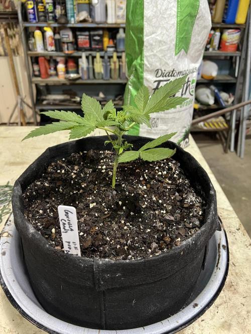 First Autoflower Grow. Week 6