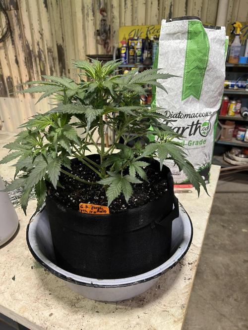 First Autoflower Grow. Week 6