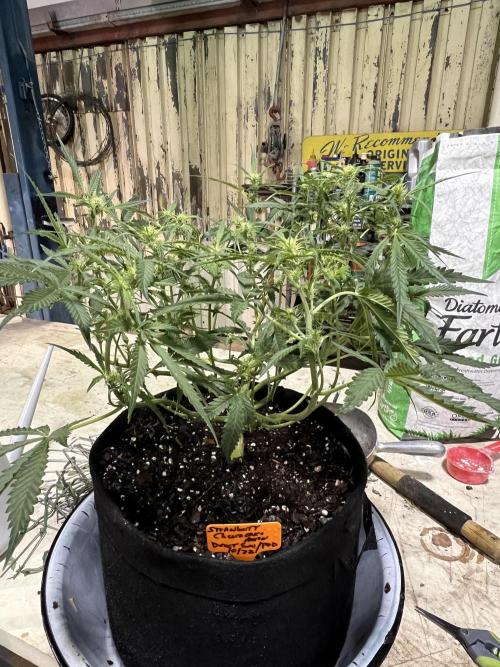 First Autoflower Grow. Week 6