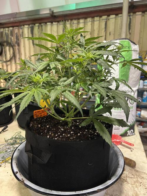 First Autoflower Grow. Week 6