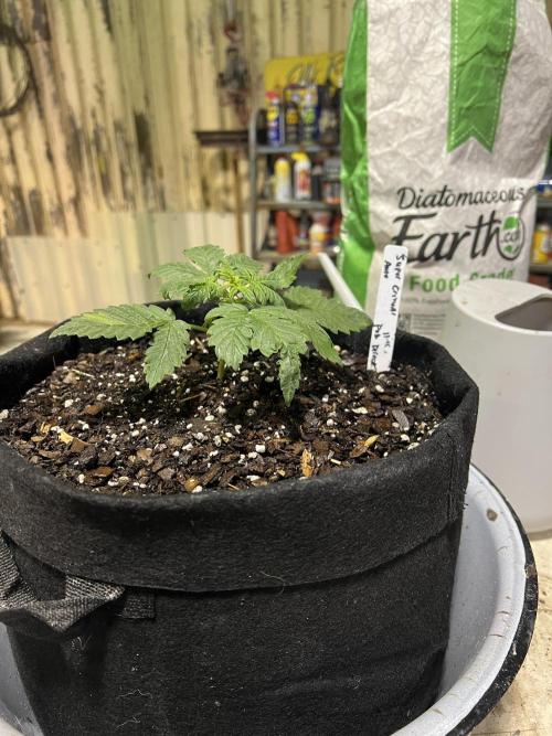 First Autoflower Grow. Week 6