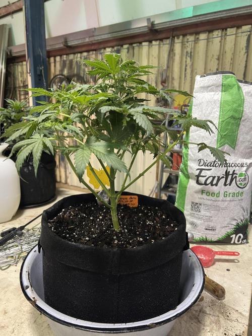 First Autoflower Grow. Week 6