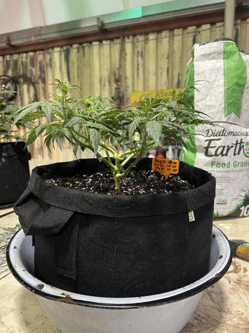 First Autoflower Grow. Week 6