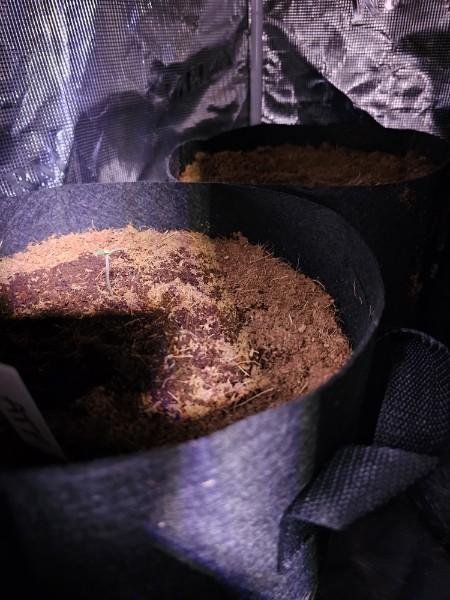 ATF , Forbidden Fruit and blue dream. Week 1