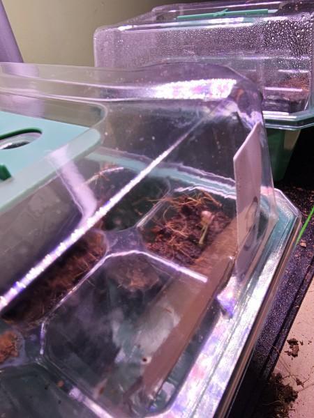 ATF , Forbidden Fruit and blue dream. Week 1