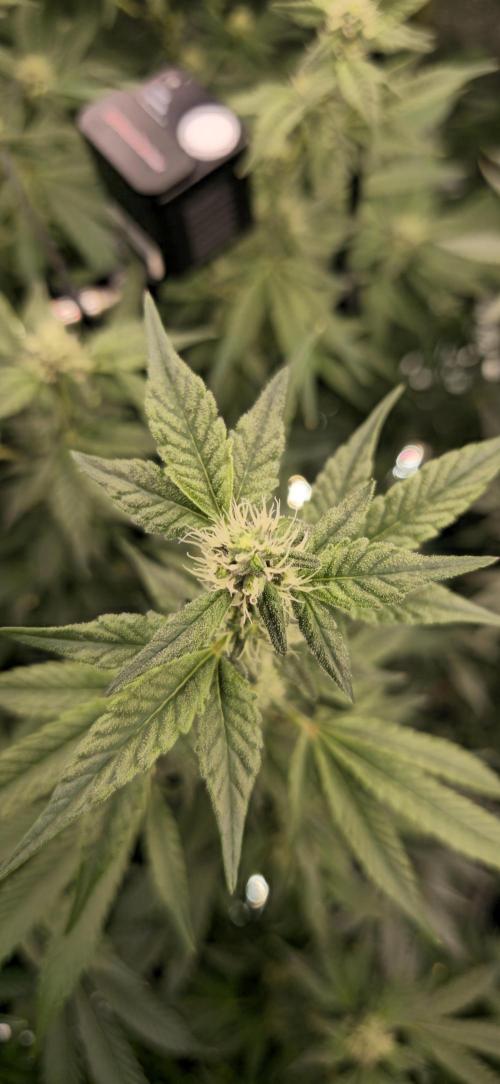 Lemon Cherry Gelato - RDWC. Week 4 - Flower