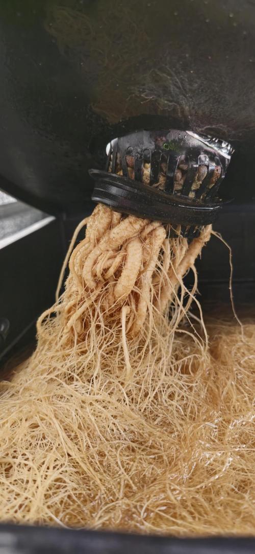 Lemon Cherry Gelato - RDWC. Week 4 - Roots