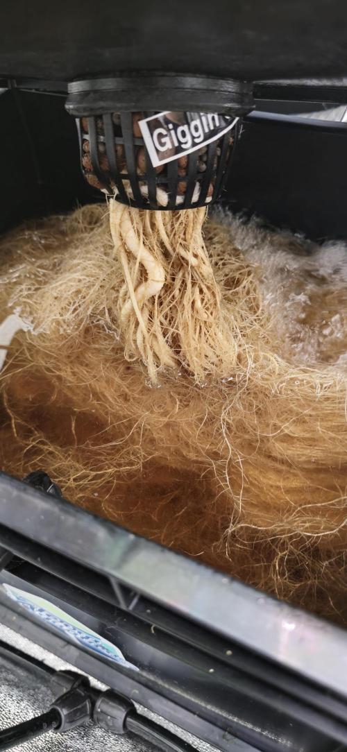 Giggin' Grapes. Week 4 - Roots