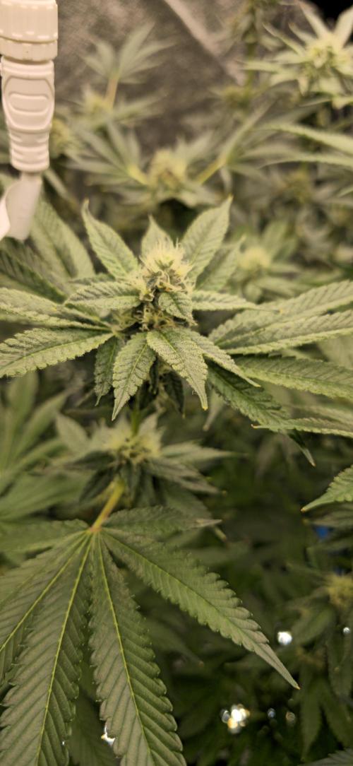 Giggin' Grapes. Week 4 - Flower Close Up