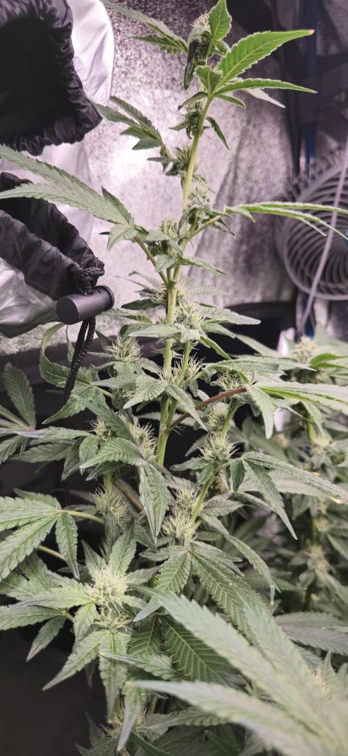 Giggin' Grapes. Week 4 - Flowers & Nodes