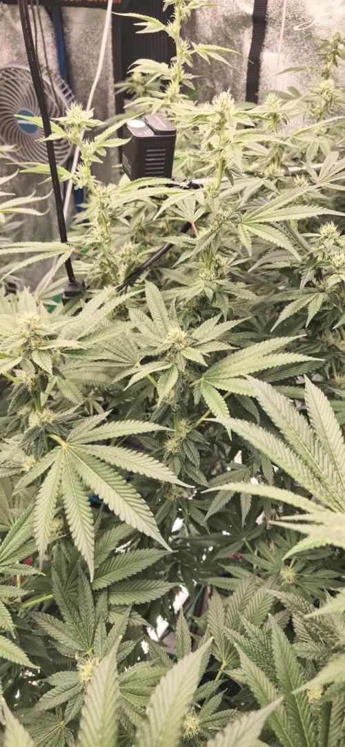 Giggin' Grapes. Week 4 - Flower Top/Above