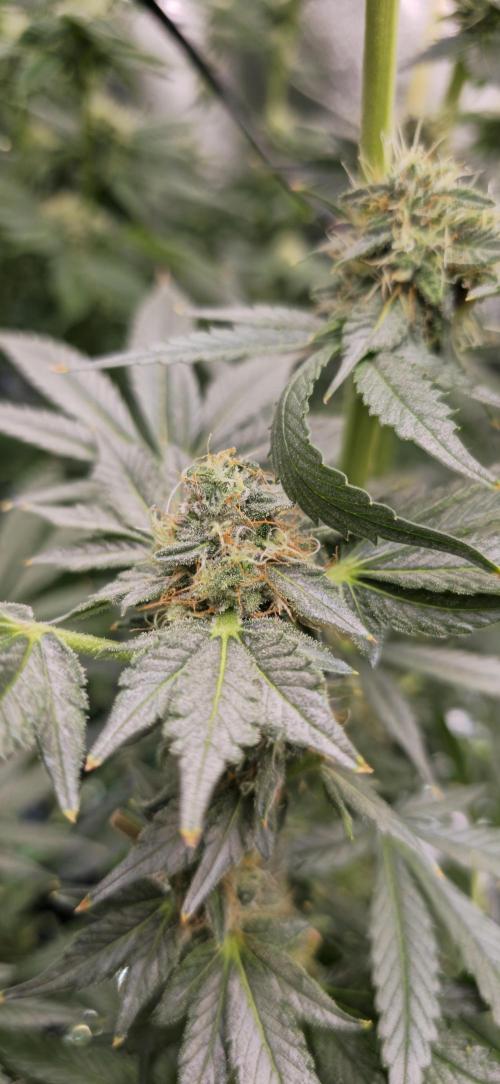 Apple n Banana S1. Week 4 - Flower