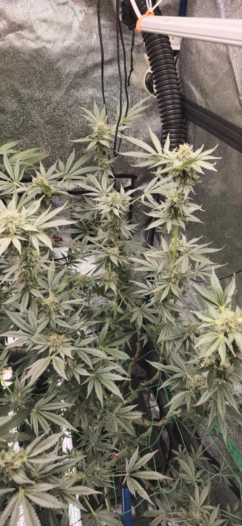 Apple n Banana S1. Week 4 - Flowerparty