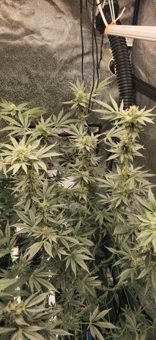 Apple n Banana S1. Week 4