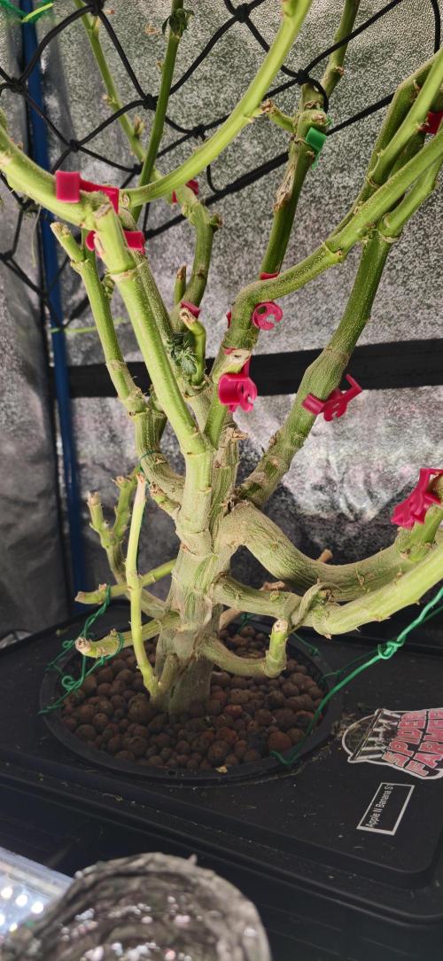 Apple n Banana S1. Week 4 - Trunk