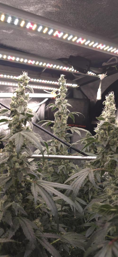 Lemon Cherry Gelato - RDWC. Week 6 - Three Kings 🥦