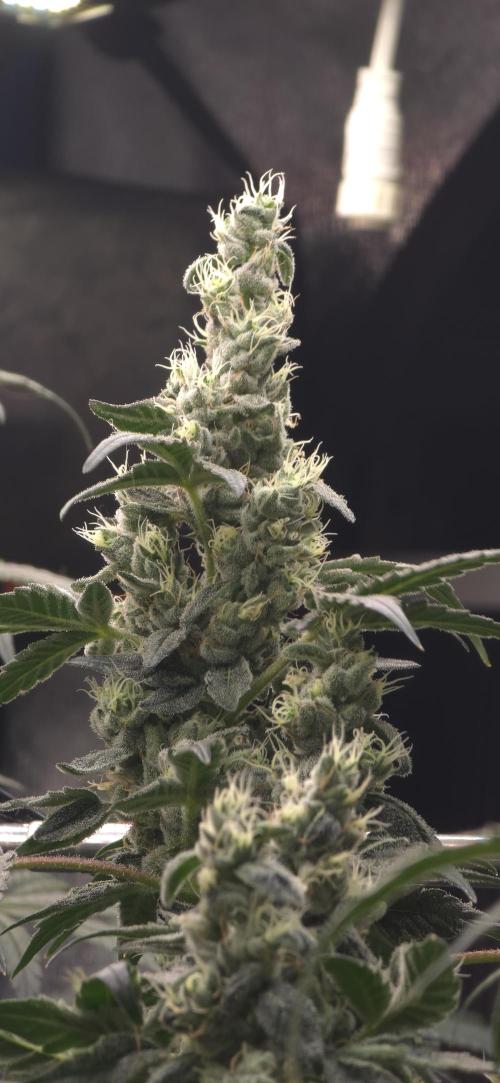 Lemon Cherry Gelato - RDWC. Week 6 - LCG Close Up 