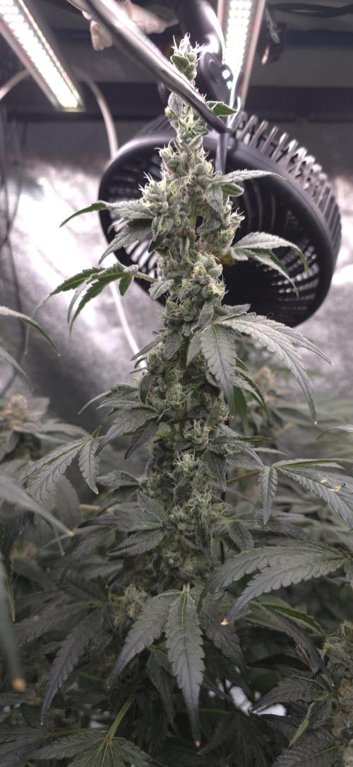 Lemon Cherry Gelato - RDWC. Week 6