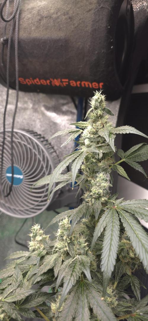 Lemon Cherry Gelato - RDWC. Week 6