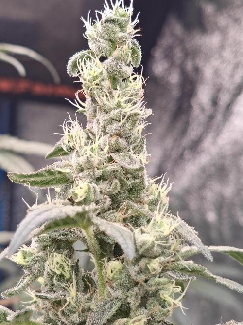 Lemon Cherry Gelato - RDWC. Week 6 - LCG Close Up 