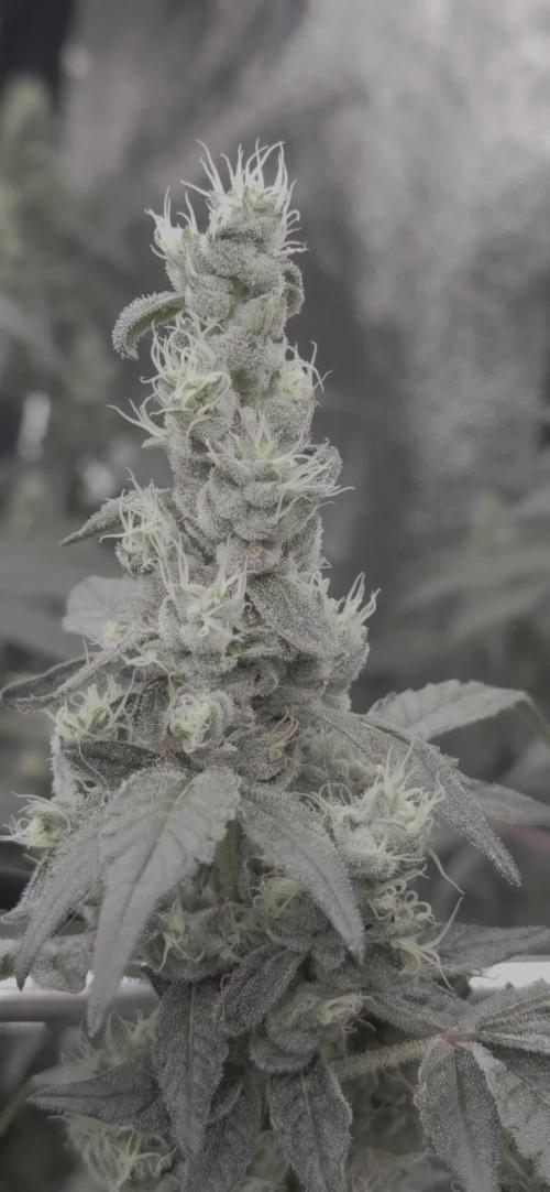 Lemon Cherry Gelato - RDWC