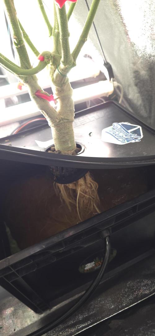 Lemon Cherry Gelato - RDWC. Week 6