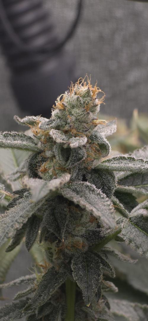 Giggin' Grapes. Week 6 - Close Up 