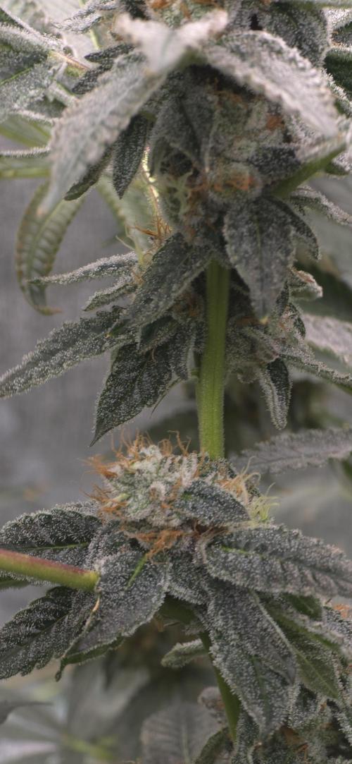 Giggin' Grapes. Week 6 - Close Up Stem 