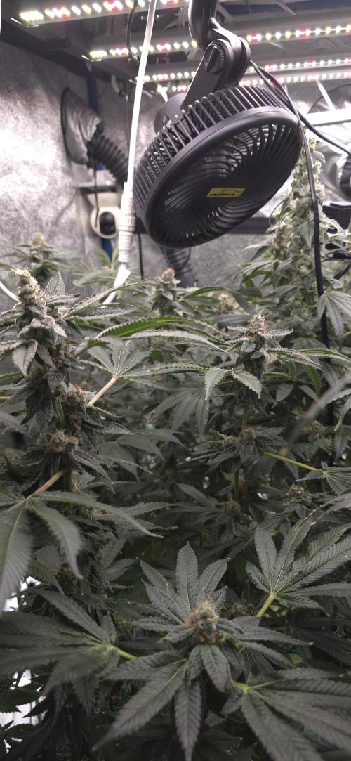 Giggin' Grapes. Week 6 - Group 