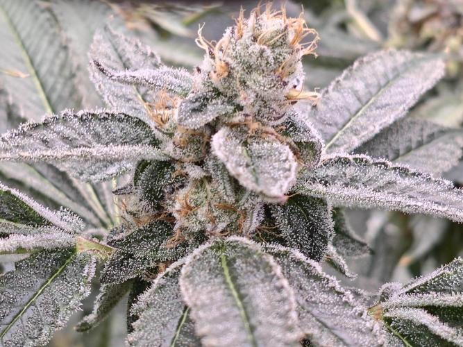 Giggin' Grapes. Week 6 - Close up #2