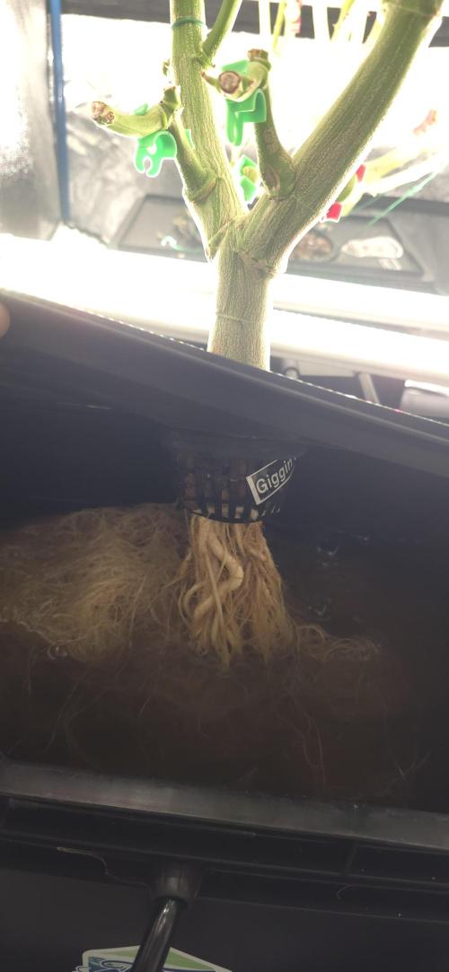 Giggin' Grapes. Week 6