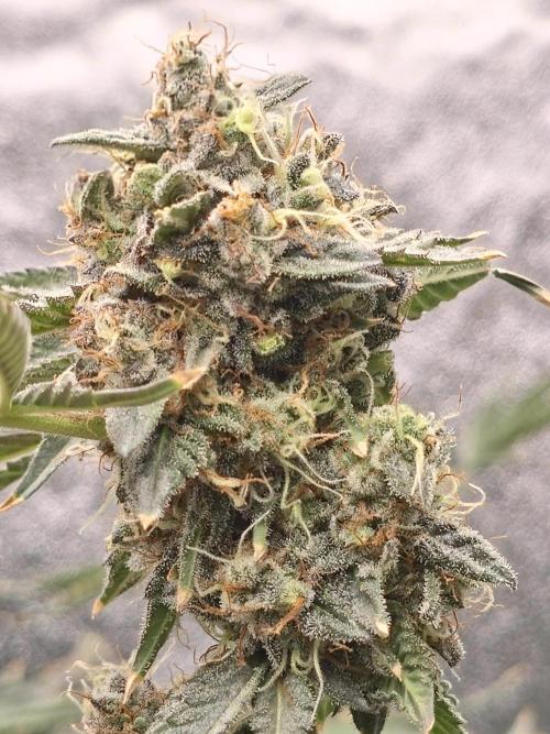 Apple n Banana S1. Week 6 - Close Up 