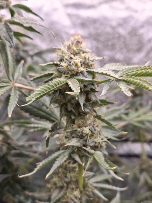 Apple n Banana S1. Week 6