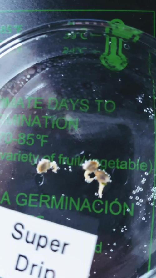 Hydroponic Step by Step