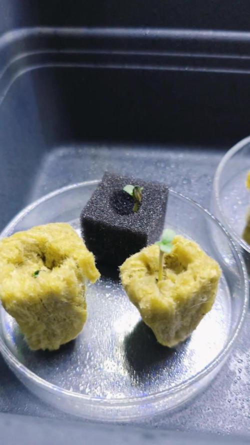 Hydroponic Step by Step