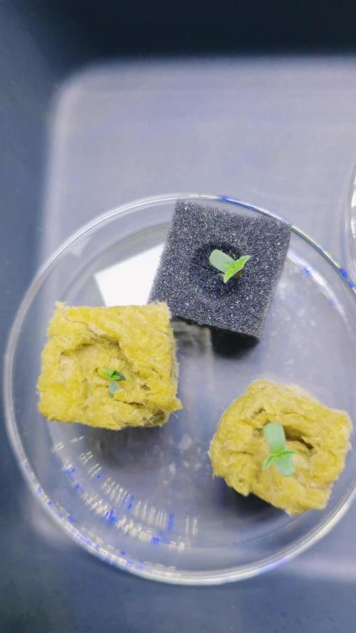 Hydroponic Step by Step