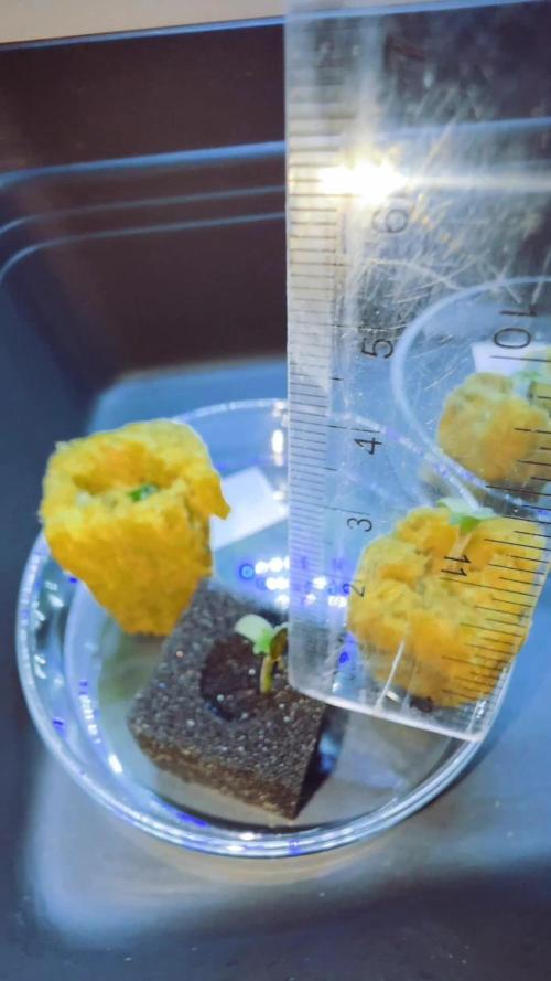 Hydroponic Step by Step