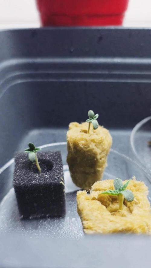 Hydroponic Step by Step