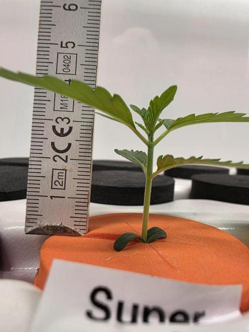 Hydroponic Step by Step. Week 0 - Tag 14 Super Drip