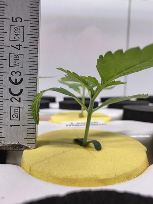 Hydroponic Step by Step. Week 0 - Tag 14: Lemon Mandarin