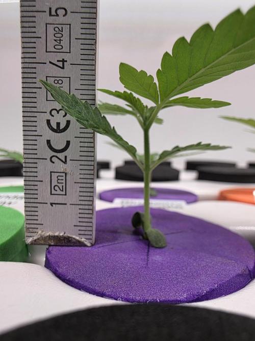 Hydroponic Step by Step. Week 0 - Tag 14: Blueberry CupCake